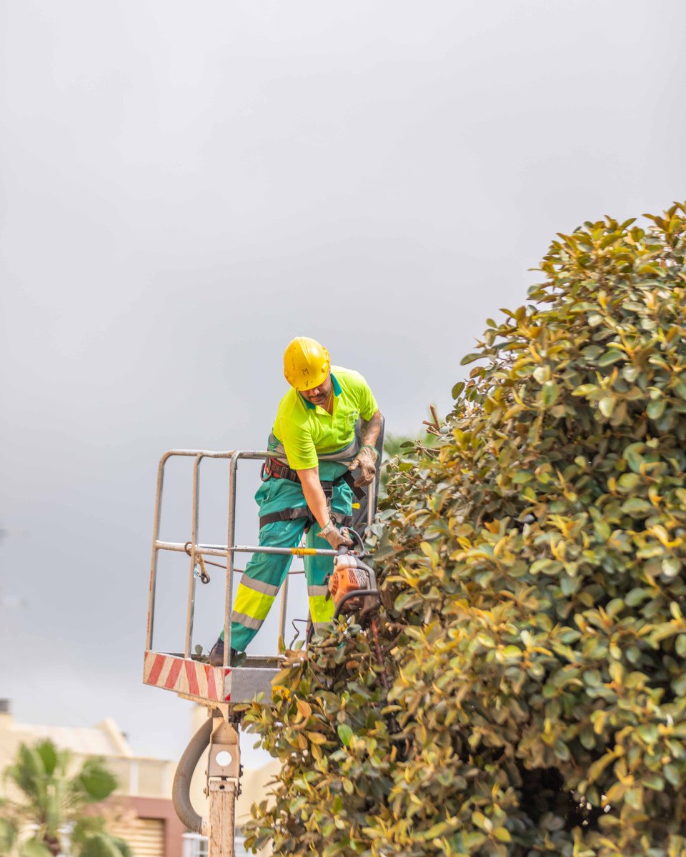 opjmarbella's tweet photo. 🌳 Comenzamos la semana desde las alturas.
Nuestro equipo especial realiza labores de poda en altura en aquellas especies más grandes y altas de nuestra ciudad.

 #AyuntamientoMarbella #MarbellaLoPrimero #Marbella #MarbellaMásVerde #MarbellaParquesyJardines https://t.co/RYBHyFNZqm