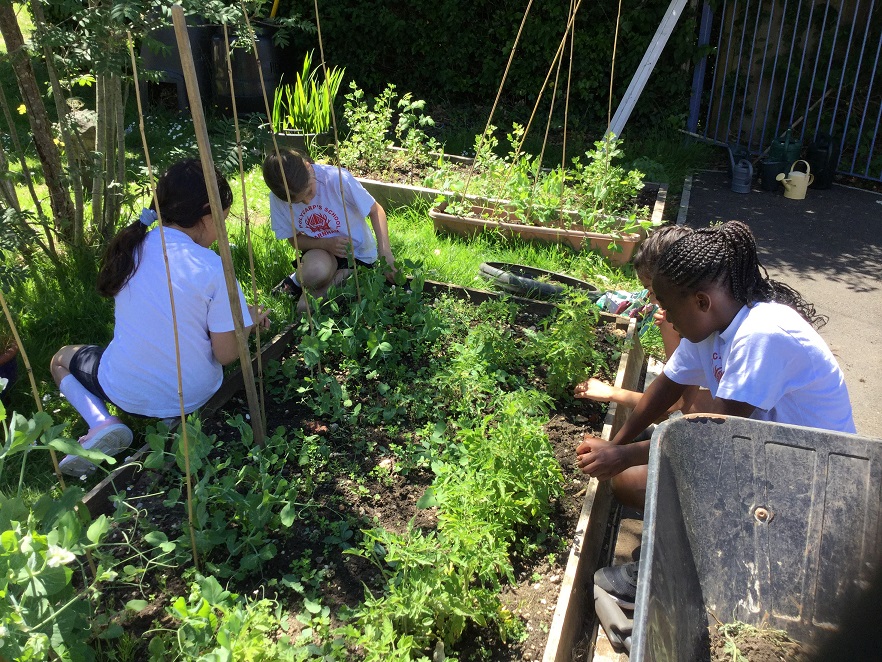 PolycarpSchool's tweet photo. We've been busy in the garden! Year 4 have enjoyed eating their homegrown mizuna (Japanese lettuce). And the Year 4 weeding club are busy - there's always weeding to be done! #primarygardening #schoolgardening #stpolycarpsschool #farnhamprimaryschool https://t.co/bFVSG0VouT