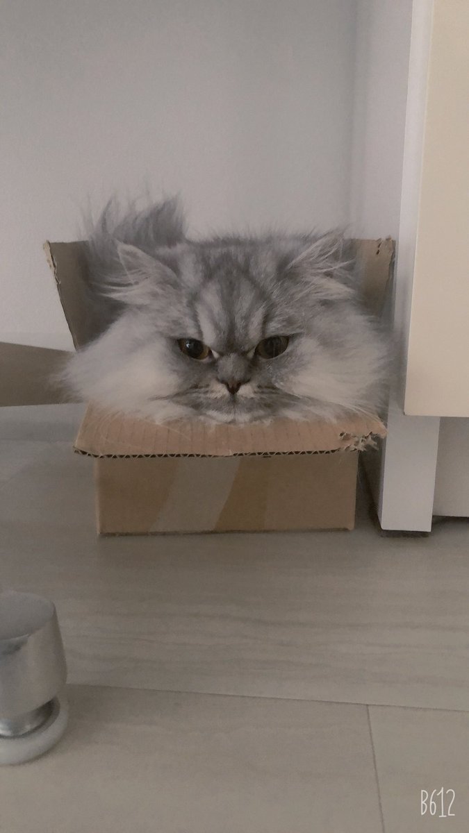 すっぽり感（笑）
#猫のいる暮らし 
#猫のいる幸せ 
#猫好きさんと繫がりたい 
#ねこ