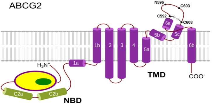 jclinicalmedres's tweet photo. Journal of Clinical and Medical Research has recently published a Research article "Amplification of ABCG2 Transporter Gene Exon 8 and 14 of Diabetic Patients".
https://t.co/YdC2Hzaafx #maplespub #ABCG2 #Transporter #Diabetes #clinical #medical #research #innovation #socialmedia https://t.co/vy7YY5Pjd1