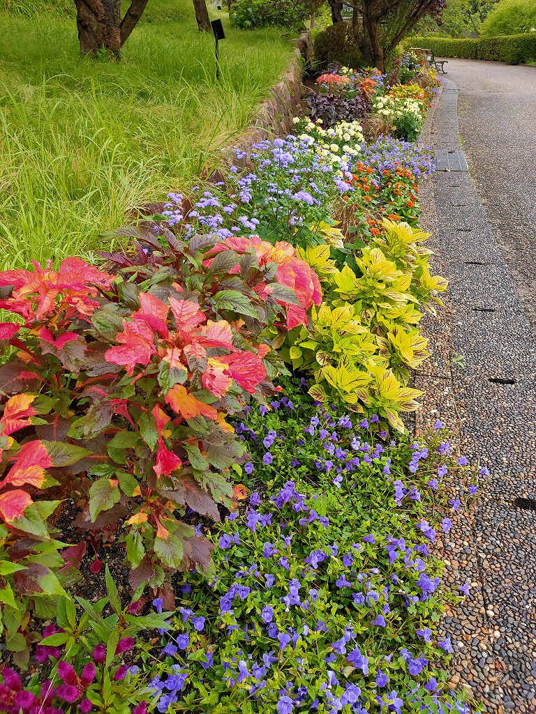 宇治市植物公園ucbpark En Twitter 花壇のハゲイトウが色づいています コリウス ジニア トレニア カウレックス アゲラタム マリーゴールド ヒマワリ サルビアと盛りだくさんに植えていますよ 宇治市植物公園 花壇 夏の花