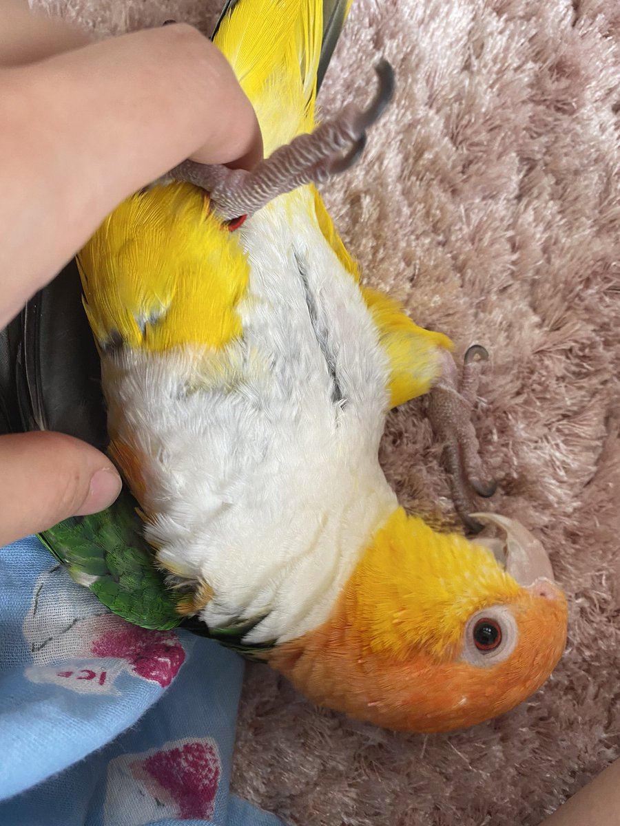 最近の流行りは
パンドリーぱんくんとり！