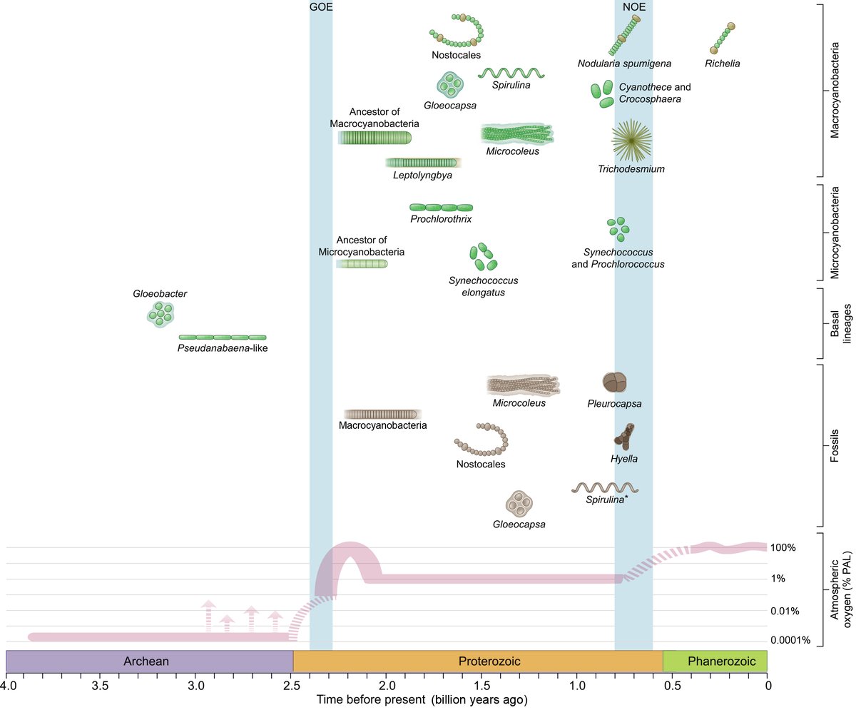 Review online: Cyanobacteria and biogeochemical cycles through Earth history - from my group, @token_indie_kid and Andy Knoll. Check it out. authors.elsevier.com/a/1dLfq,L%7EyC…
