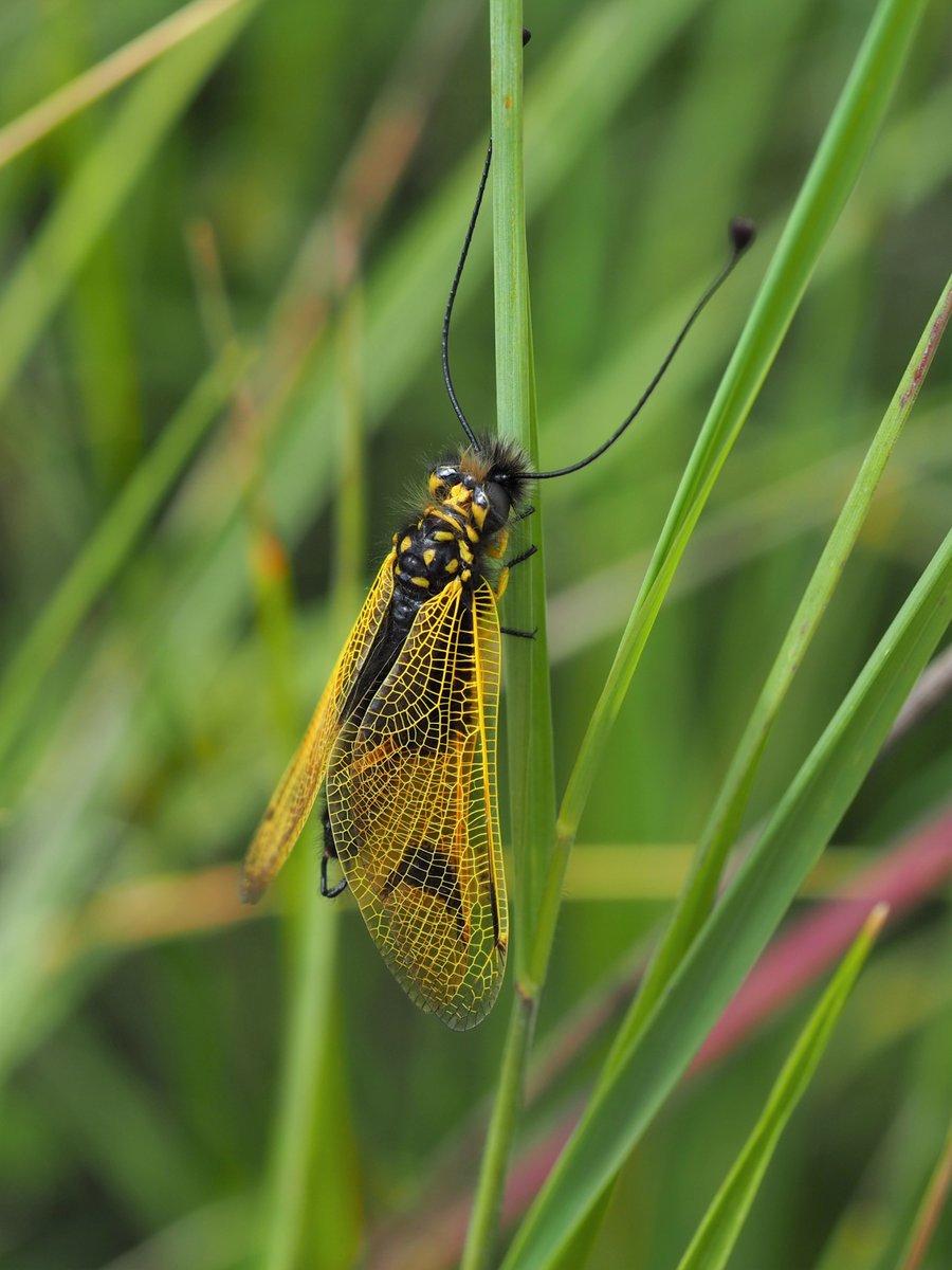 AeroBiodiv's tweet photo. 📍 Le saviez-vous ? À l’aéroport de Poitiers, on peut croiser des Ascalaphes ou encore des Linottes mélodieuses... 🌿💚
La semaine dernière, notre équipe a pu les prendre en photo dans leur environnement 📸
#Poitiers #Biodiversité #Nature #Aéroport https://t.co/pOE1XY2lYy