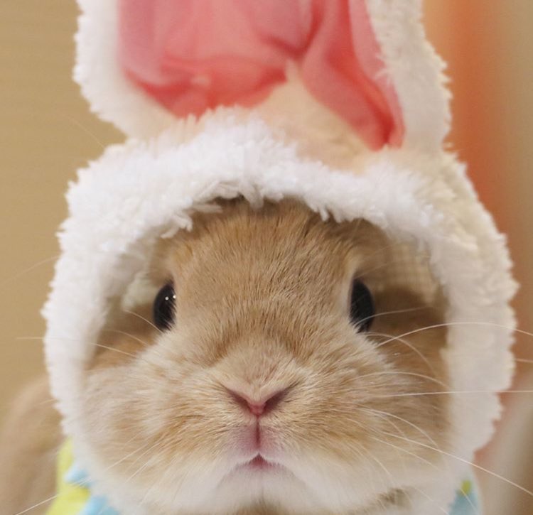 요해내🐰 tweet media