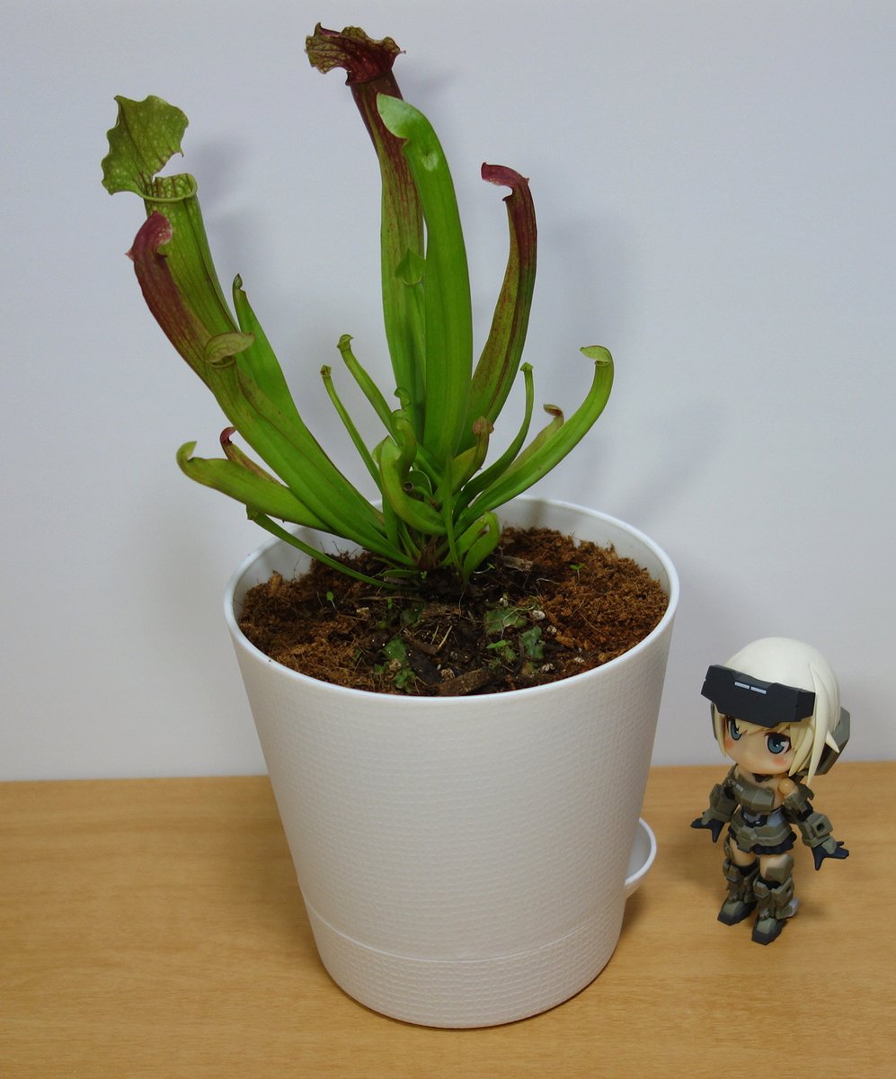 Twoucan サラセニア の注目ツイート イラスト マンガ コスプレ モデル