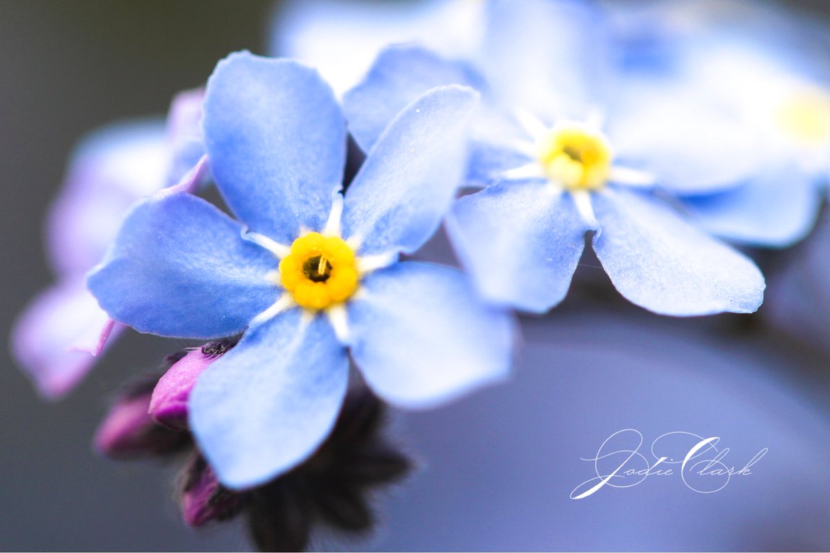 Beautiful forget me nots. #flowerphotography #beautifulnature #canonphotography #blue #norfolk