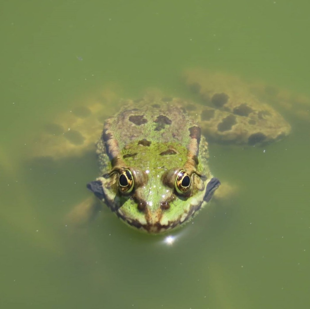 ElRimmo's tweet photo. Please get on board if you give even the slightest shit about saving any of our already threatened reptiles and amphibians from an even bleaker future https://t.co/Ww6hG0Yd2v https://t.co/T5qVi2Czcd