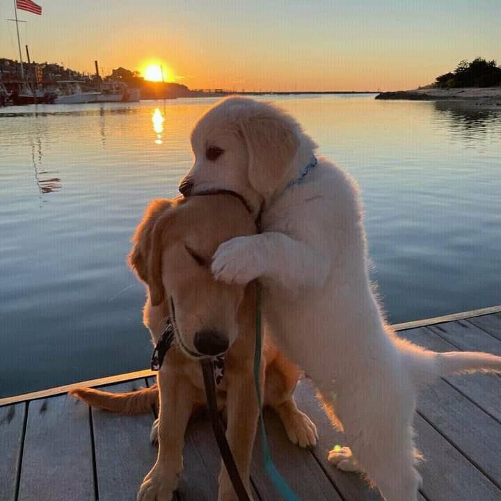 httpsjanee's tweet image. Me and my annoying bae 🐾