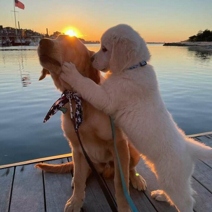 httpsjanee's tweet image. Me and my annoying bae 🐾