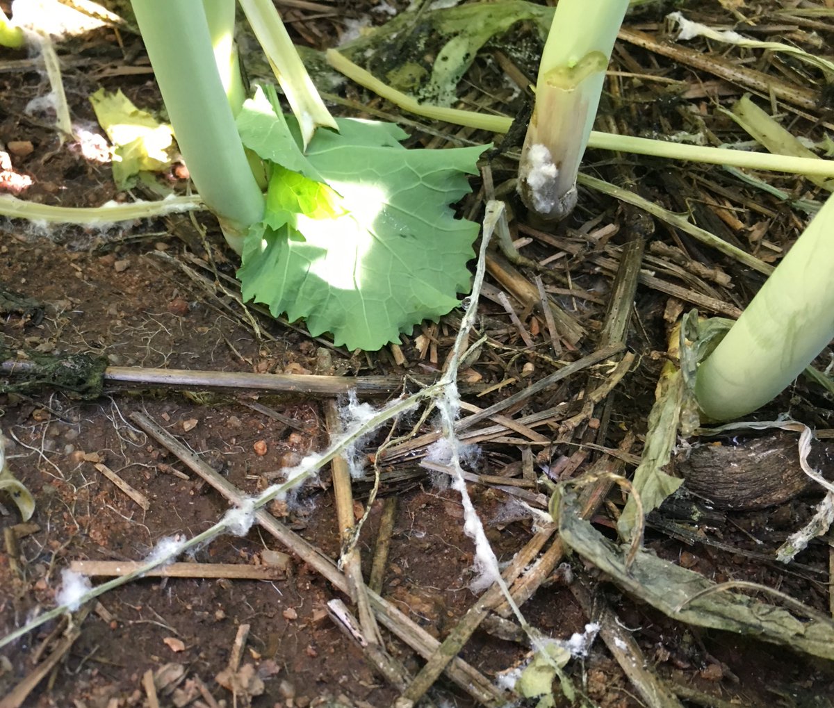 DPIRD has received reports of basal stem rot (seen here), which is an unusual form of the sclerotinia stem rot in #canola that occurs before flowering through direct infection of stems. Use the SclerotiniaCM decision support tool now to decide whether or not and when to spray.