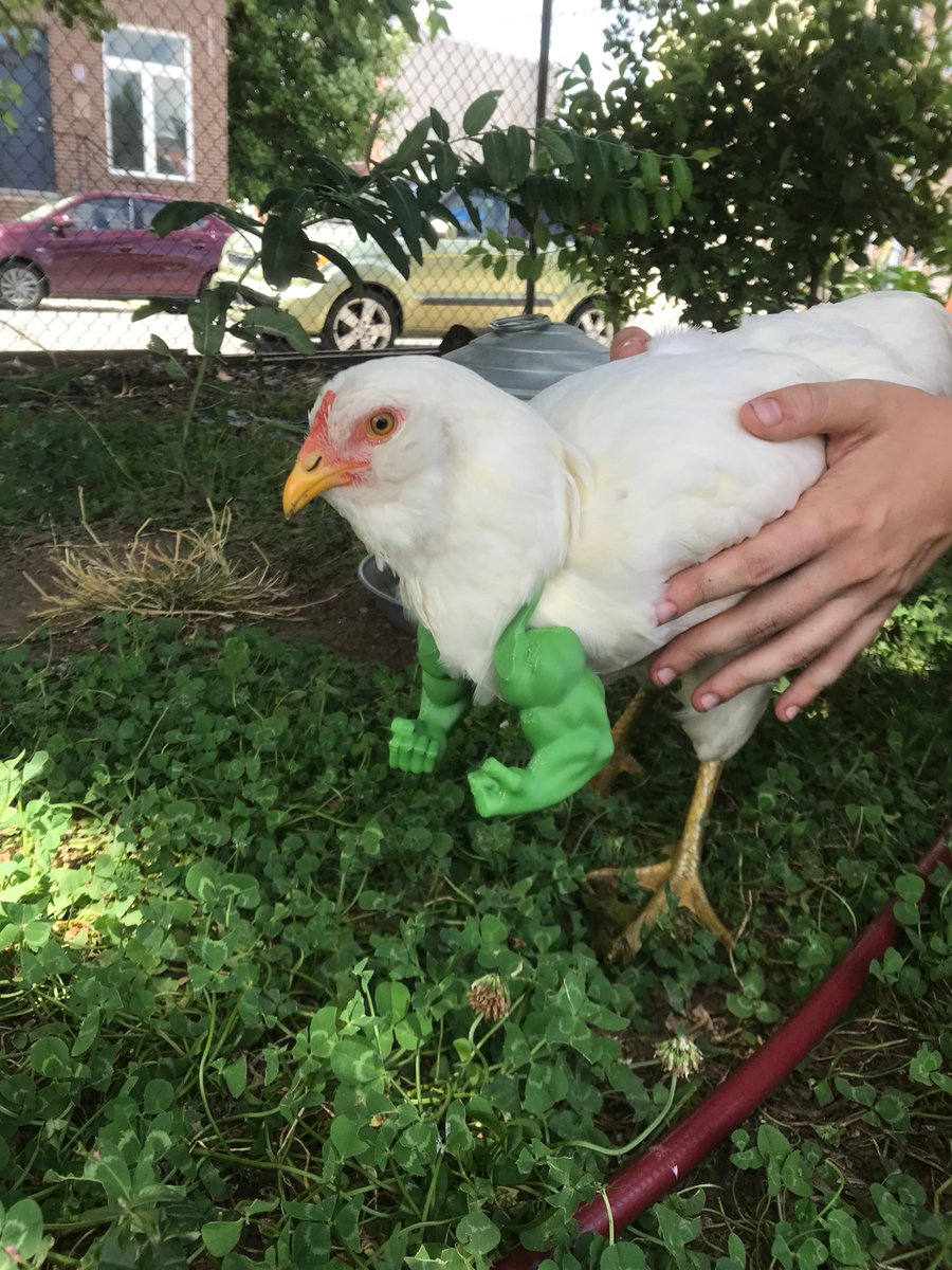 Our chickens are STRONG and healthy! #funatgreensgrow