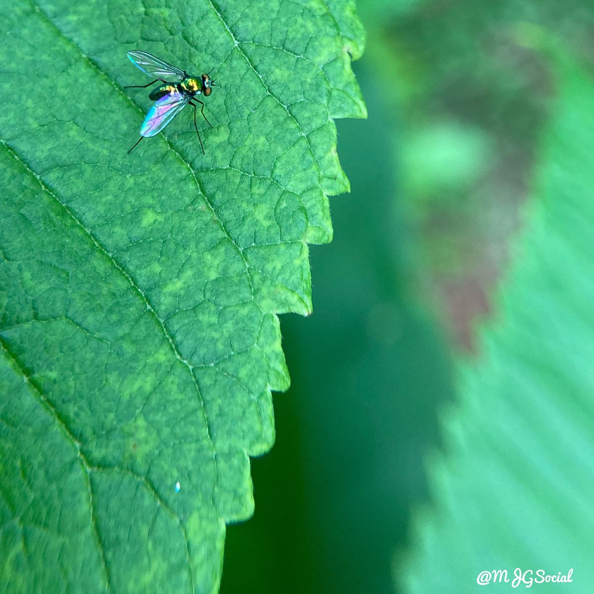 mjgTweets's tweet photo. Let the #rainbow be your wings
#insects #insect #colorfulinsects
#plants #plantmoretrees
#roadslesstraveled #Bangalore #newday #naturesbeauty
#nature #naturelovers
#india #shortstory #picsandstories #picsandthoughts
#amaturephotographer
#mobilephotography #MJGTweets https://t.co/xzjkINK4CJ