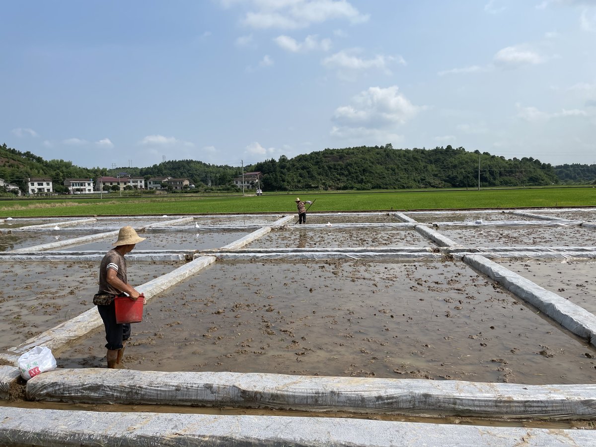 fertilizerpluS's tweet photo. It's inspection time for this #rice #fertilizer #trial in Changsha, Hunan Province, #China.

Under investigation for how they enhance crop performance are our  #Polysulphate, #MegaPoly, #CRF and #Foliar #fertilizers.

#science #agronomy #Strategy #Productivity https://t.co/IsAPYHjoFH