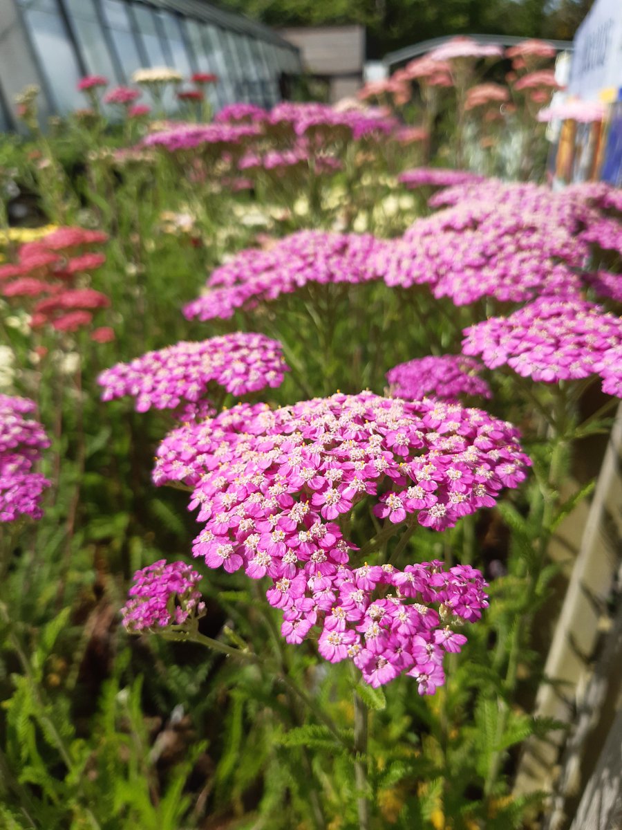 Amazing Achilleas #perfectforpollinators