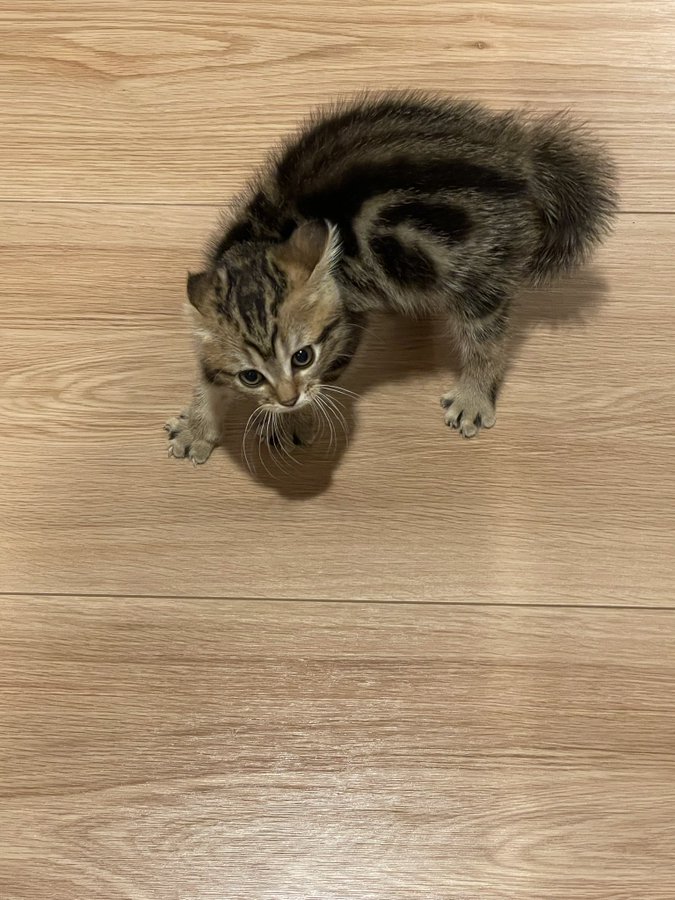 だ 誰にゃーっ 子猫が飼い主を全力威嚇 なぜ 小さい虎みたい 飼い主のビフォーアフターが見たい 24万人が爆笑 まいどなニュース