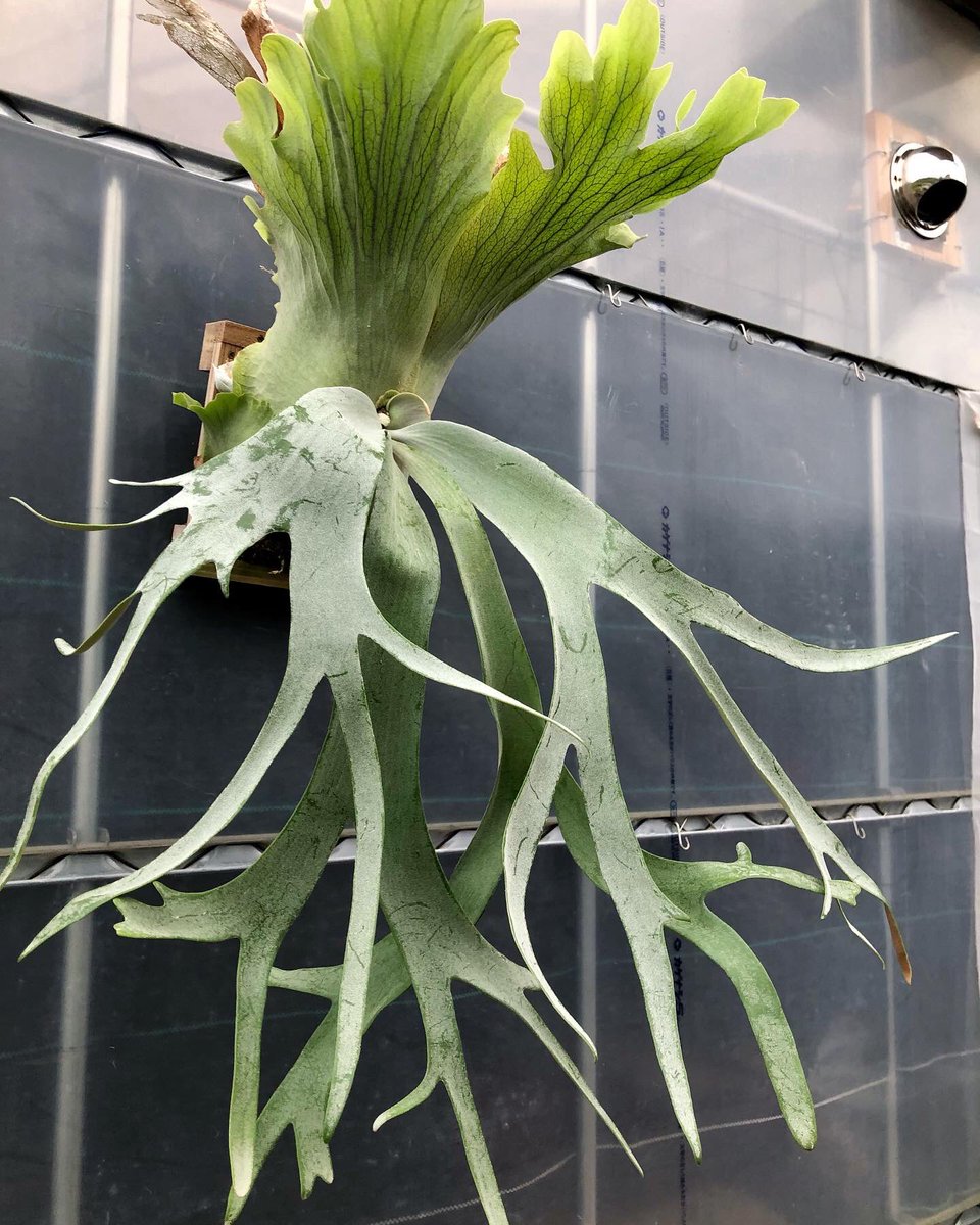 P.willinckii'Dwarf Tatsuta'spore 株分子株 板付 【公式通販】