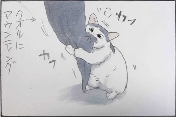 『ノリ吉vsタオル』 