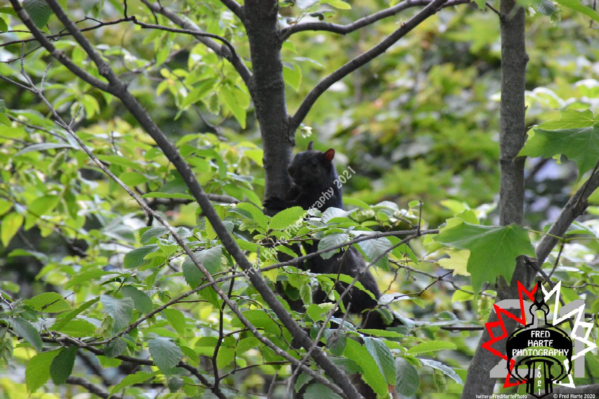 Little guy getting ready to start off the day before the crowds start <a href="/NiagaraFalls/">Niagara Falls Canada</a> #FredHartePhotos
