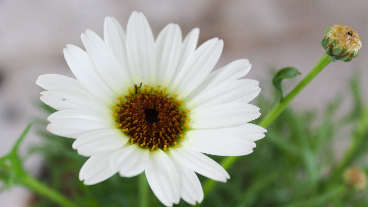 Outstanding colour impact? Not a problem for this little gem 🌼

Tap to shop ⬇️
ow.ly/q6E850FcDzY

#wearethegrowers #argyranthemum #grandaisy #colourfulgarden #flowergarden #floweringplant #ourgarden #gardening #growing