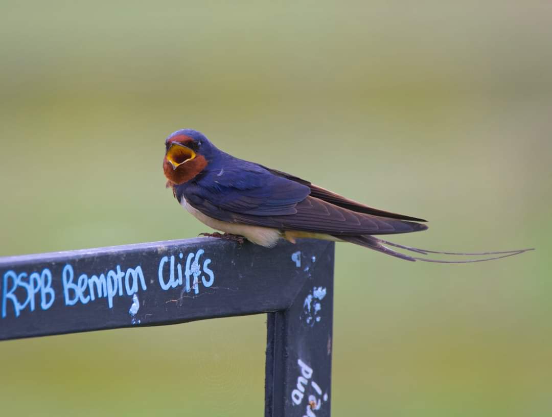 Barn swallow at Bempton RSPB @Bempton @Avibase @rawbirds @wildlife_uk @CountryfileMag