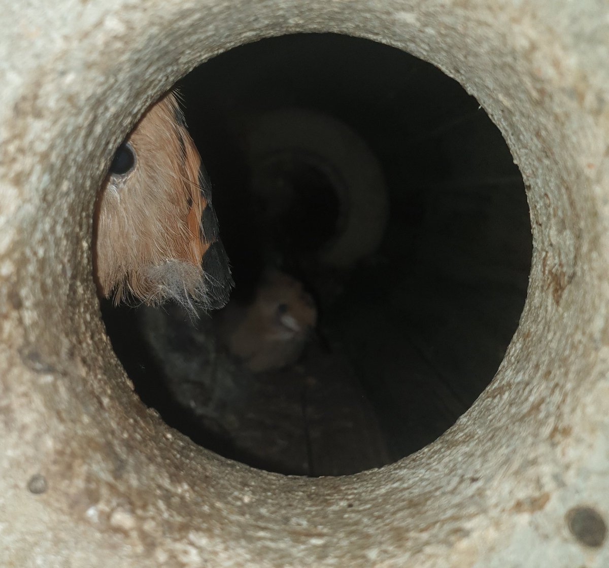 Mirades d'intriga tant des de dins com de fora de la caixa niu...