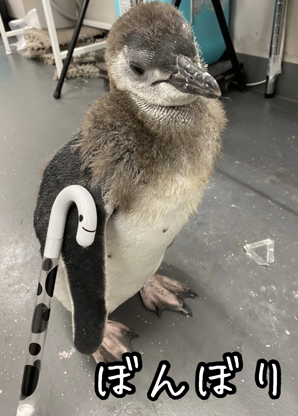 すみだ水族館【公式】 on X: すみだ水族館【公式】 on X: