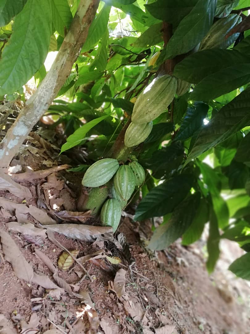 misswezwez's tweet image. I could sit under this tree all day. 

#cocoafarmer #265agric #cocoainmalawi #cocoa