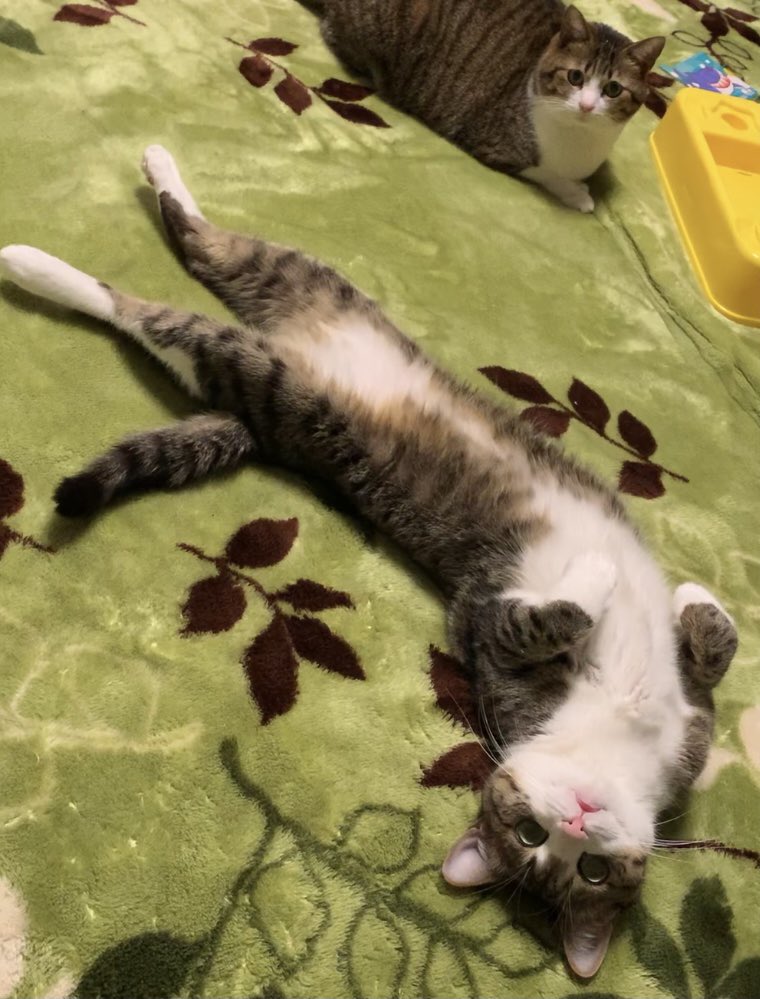 うなぎ と すずめ Unagi0627 Twitter