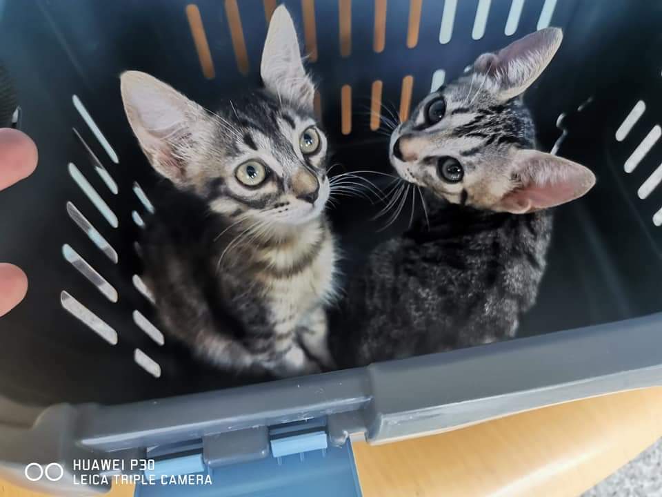 AsociacionADAT's tweet photo. DOS HERMANITOS RECIÉN LLEGADOS HASTA NOSOTROS/AS TRAS UN AVISO DE LA POLICÍA LOCAL DE #TORRENT, #VALENCIA, ESTA MISMA MAÑANA.

Sexos aún sin determinar. 
Bebés de unos 2 meses. ¡ Preciosos ! 😍😍😍
Tras ser revisados por el veterinario y desparasitados estarán listos para... https://t.co/o8c3JprZuG