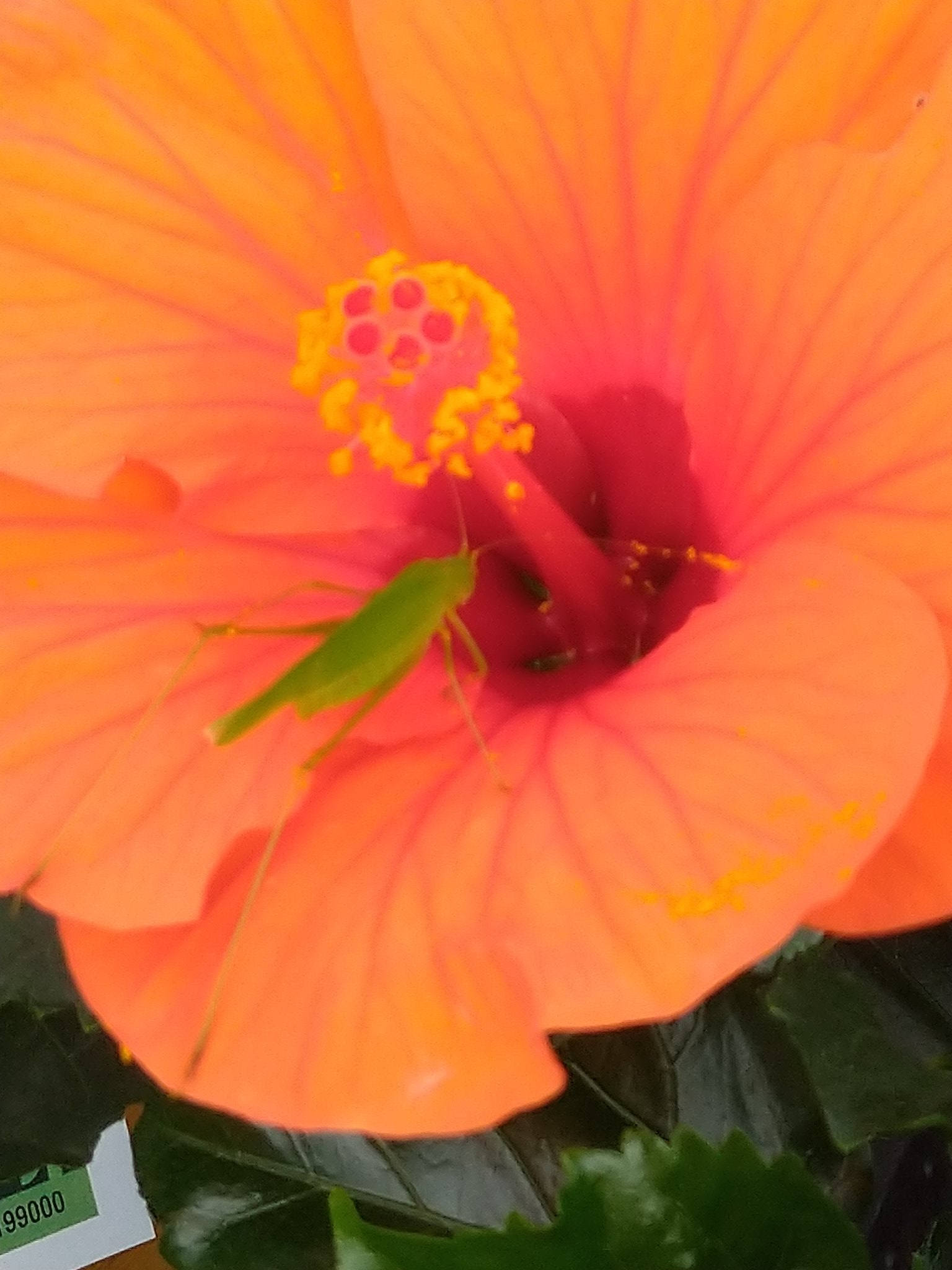 つっつん 花の蜜でも吸いに来たのかな Www これなんて言う虫 キリギリス T Co Uvdqnsqomo Twitter