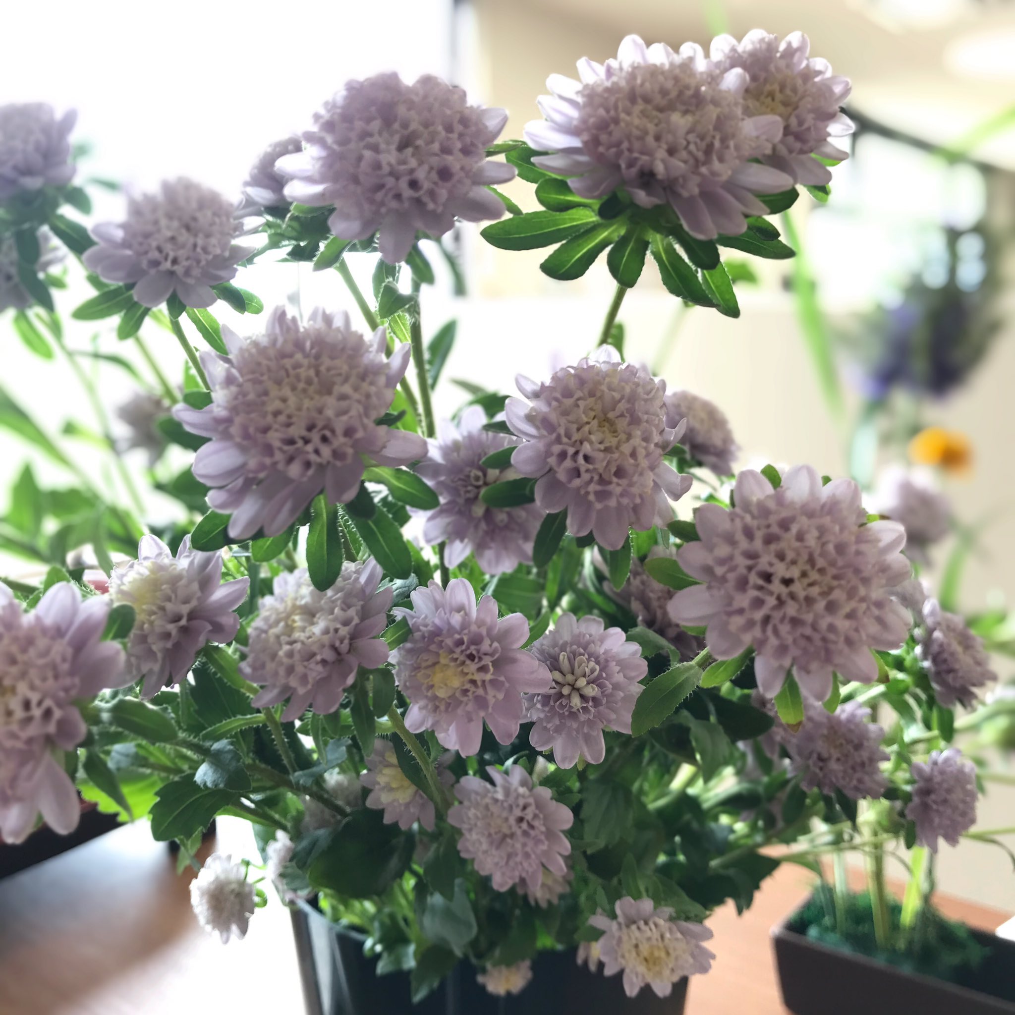 花まつフラワーアカデミー フラワーアレンジメント 今日の見本に使用した 姫アスター は ポンポン咲き のかわい子ちゃんでした Y S 花まつフラワーアカデミー お花のある暮らし T Co Aiwcaoekw3 Twitter