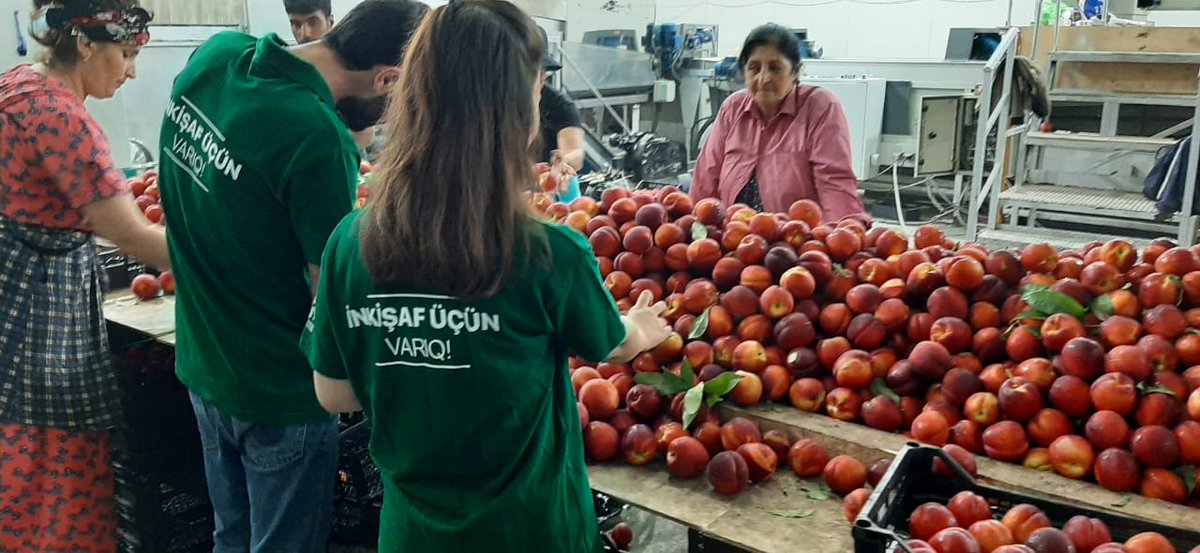 Tərtər DAİM könüllüləri "Soyuducu Anbar Kompleksi"nə ekskursiya edib.

Ekskursiya zamanı könüllülər soyuducu anbar kompleksində kənd təsərrüfatı məhsullarının saxlanmasının səmərəliliyi, gigiyenik qaydalar barədə məlumat əldə ediblər.

#AİK #agrovolunteers