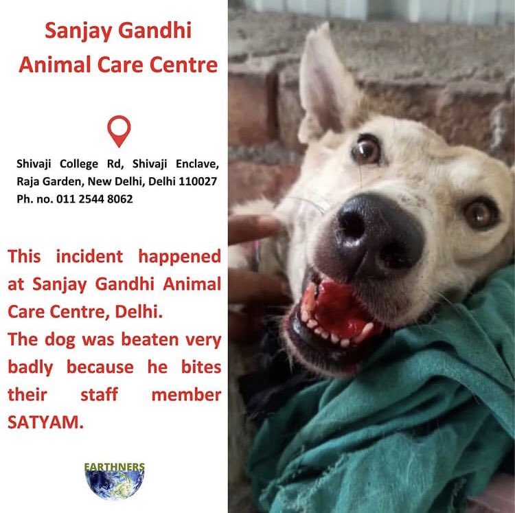 Save Dogs Be Human (@savedogsbehuman) / Twitter Save Dogs Be Human (@savedogsbehuman) / Twitter