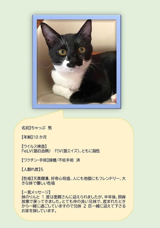 ポポン 9 12 譲渡会 Bonchi 奈良 Papipapipopon Twitter