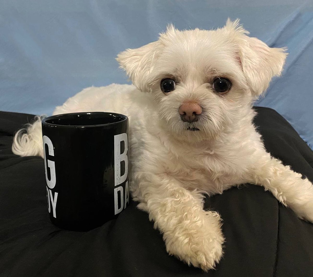 Rat the Dog tweet media