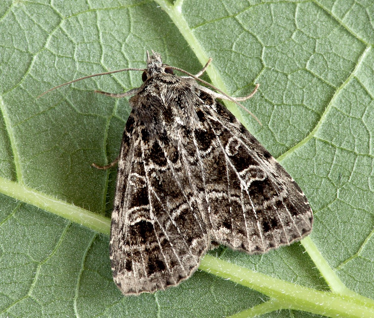 It’s #MothNight this week (Thurs-Sat) so our contribution to #MothMonday is a moth of marshes, meadows and other damp places, Gothic (Naenia typica). mothnight.info (📷Patrick Clement)