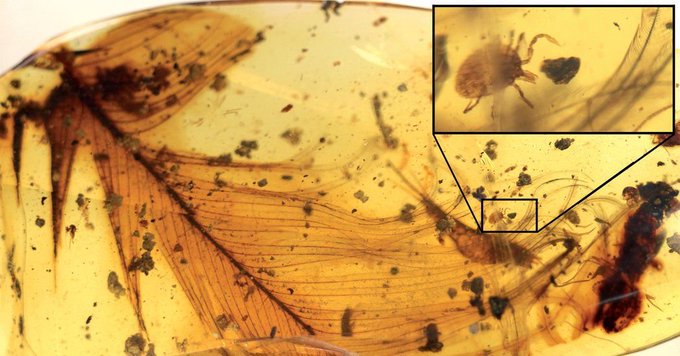 Rainmaker1973's tweet image. The 99-million year old tick that paleontologists found entombed in amber   grasping the feather of a dinosaur [read more: ow.ly/Hz4B30oGPOl]