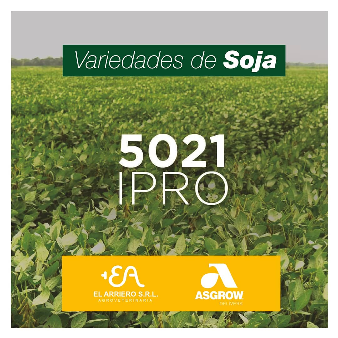 ElArrierosrl's tweet photo. Variedades de Soja @asgrowar 
👉 3920 IPRO  👉 4320 IPRO 👉 4610 IPRO 👉 5012 IPRO
Centro de Soluciones InnoBa
#AgroCultura 

#agroveterinaria #campoargentino #Soja #cultivos #Maíz #campaña22 #agro #asgrow https://t.co/wrr4RAh8fe