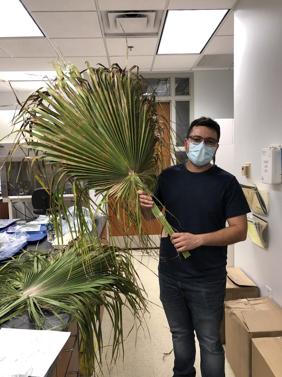 marcusmarin_'s tweet photo. Work in the Diagnostic Clinic at @UFGulfCoastREC is like receiving a gift box every day. You never know what is going to come in. @UF_IFAS #PlantPathology #PeresLab https://t.co/yn4fa1B2o5