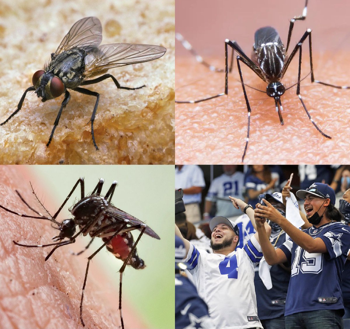 When it’s summer and these annoying creatures start showing up again…