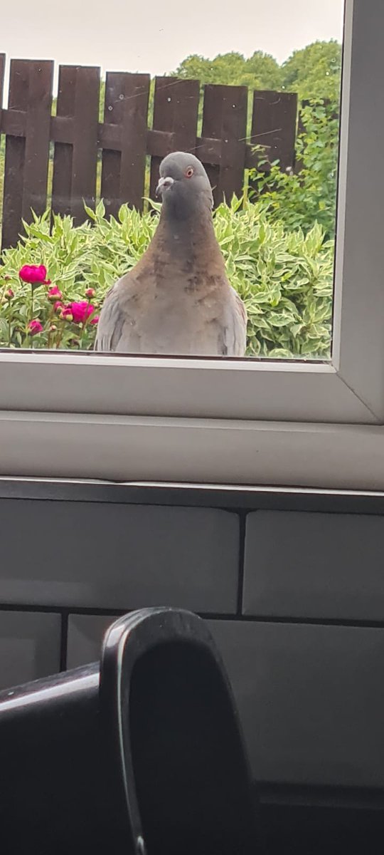 Jenife2012's tweet photo. This cheeky chappy couldn't fly when he first came into our garden so we fed &amp; watered him &amp; after a week he flew away...but appeared at our kitchen window for a snack! @BBCSpringwatch @BBCCountryfile https://t.co/1UzpgK9mUN