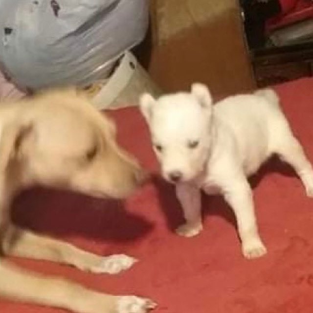 AwakingMiracles's tweet image. Hi, My Name Is White Lightening And I Live At KVS Ranch In Salt Flat, Tx. Please Help My Friends And Family Find Loving, Forever Homes... Everyone Deserves Love ♥️