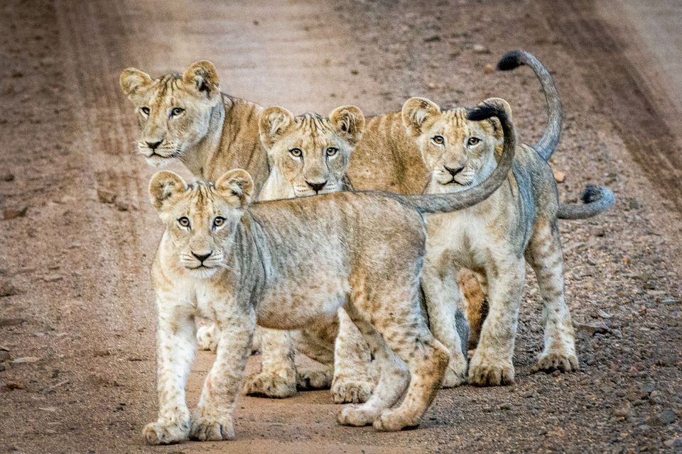 We thought we'd start your Friday off with a fun fact! 

Did you know that lion cubs are born with spotted coats, with those spots disappearing as they mature?

#KZNTravel #GameLodge #BushGetaway #WildlifeSafari #Safari #FunFactFriday #Lions #LionCubs #CuteAnimals #LionsOfManyoni