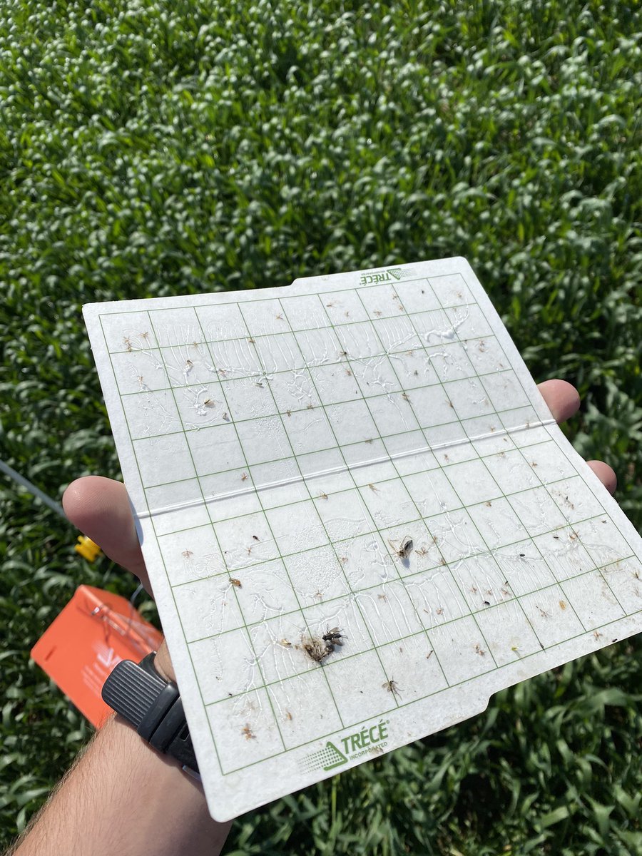 Found about 38 new midges on this beautiful Monday at Lucky Lake, sk. #midgebusters <a href="/SeCanLauren/">Lauren Wensley🌾</a> <a href="/TylerWist1/">Tyler Wist</a> @GMacsAgTeam