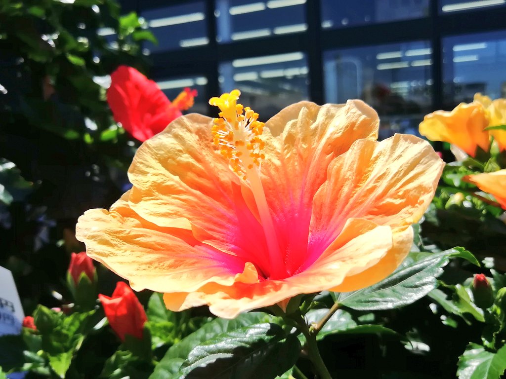 Minmi555 低浮上 お疲れさまでした 今日の大阪 ホンマに暑かった 晴れ間はありがたいけども まだ33 には 体が慣れてないよ ハイビスカス といえば沖縄 個人的には 沖ドキ あっスロットです 2はいまいちやし 南国育ちも 不発だな ありゃ 暑さ