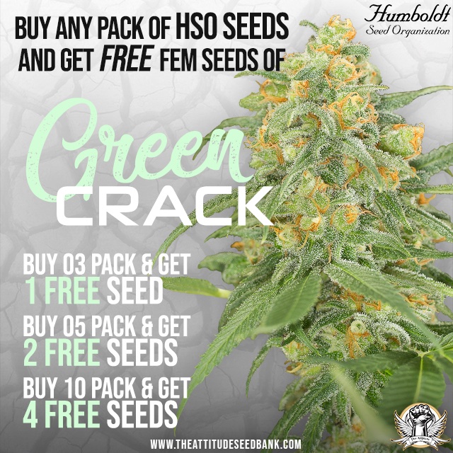 Cannabis Seeds Attitudeseeds Twitter