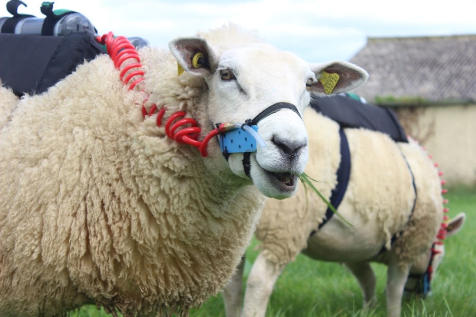 @GrassToGas (@grasstogas) on Twitter photo These ewes’ emissions are also measured in Portable Accumulation Chambers at <a href="/TeagascSheep/">TeagascSheep</a> for comparison with SF6. Individual daily pasture intake is estimated using the n-alkane technique. <a href="/GreenBreedDAFM/">GreenBreed</a> & <a href="/GrasstoGas/">@GrassToGas</a>. <a href="/SheepIreland/">Sheep Ireland 🌟🌟🌟🌟🌟</a> These ewes’ emissions are also measured in Portable Accumulation Chambers at <a href="/TeagascSheep/">TeagascSheep</a> for comparison with SF6. Individual daily pasture intake is estimated using the n-alkane technique. <a href="/GreenBreedDAFM/">GreenBreed</a> & <a href="/GrasstoGas/">@GrassToGas</a>. <a href="/SheepIreland/">Sheep Ireland 🌟🌟🌟🌟🌟</a>