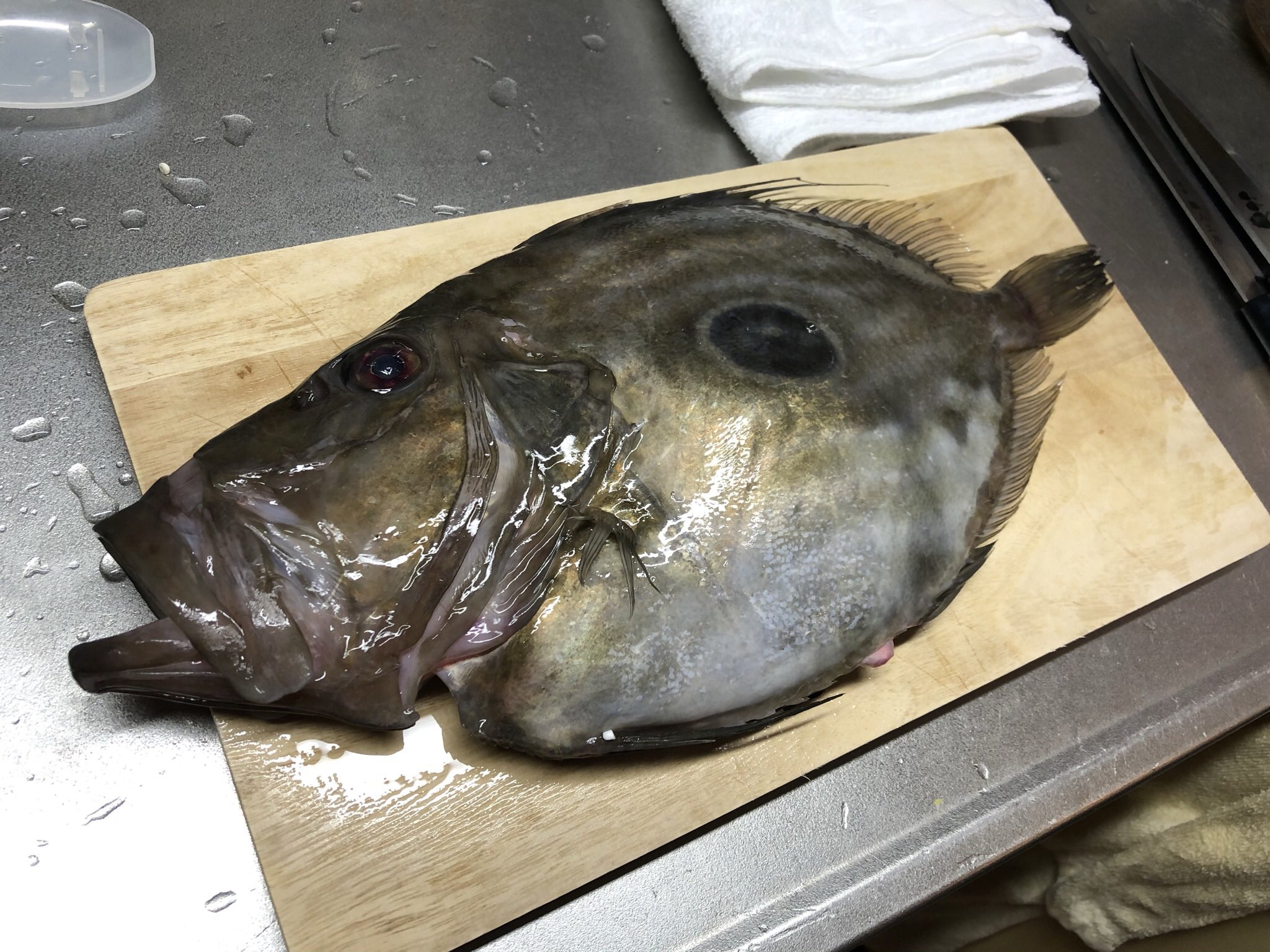 The Monoclocks太鼓のひと 年２回 キンメダイの季節らしい お刺身と塩焼きとアラ煮は大根と 先日はマトウダイも捌いたよー やはり和食にはもちろん日本酒です T Co Pmnk7szaip Twitter