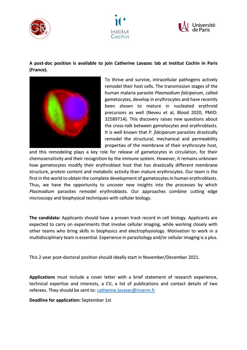 The Lavazec lab is hiring! Interested in #malaria #gametocytes #bonemarrow #imaging? Looking for a postdoc to join us in Paris and help us to understand how Plasmodium gametocytes modify their host cell. Please RT.